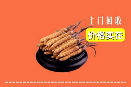 奉贤区回收冬虫夏草